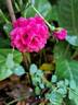 Toscana rose photo