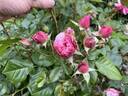 Rosemantic Pink rose photo