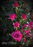 Be My Baby rose photo