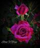 Be My Baby rose photo