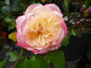 Concorde rose photo