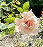 Serendipity rose photo