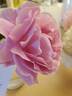 True Perfume rose photo