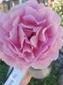 True Perfume rose photo