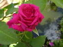 Love Letter rose photo