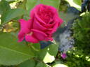 Love Letter rose photo