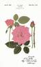 Coronet Supreme rose photo