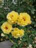 Rugelda ® rose photo