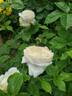 Juliette Greco ® rose photo