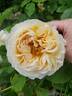 Juliette Greco ® rose photo