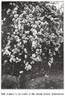 Madame d'Arblay rose photo