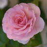 Professor Lee rose photo