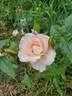 Royal Ballgown rose photo