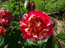 Winning Streak ™ rose photo