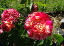 Winning Streak ™ rose photo