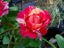 Winning Streak ™ rose photo