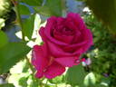 Love Letter rose photo