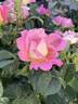 Brite Eyes rose photo