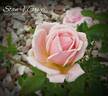 Quietness rose photo