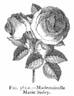 Marie Sisley rose photo