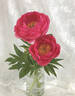 Cytherea peony photo