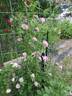 Rise Up Lilac Days™ rose photo
