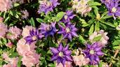 Multi Blue clematis photo