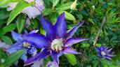 Multi Blue clematis photo