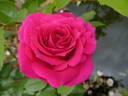 Love Letter rose photo