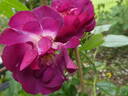 Ile de Fleurs ® rose photo