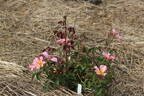Lens Flair rose photo