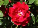 Lovestruck rose photo
