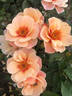 See You in Apricot rose photo