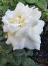 Dr. John Snow rose photo