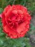 Foxy Lady rose photo