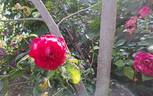 You and Me rose photo