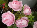 Rosenprofessor Sieber ® rose photo
