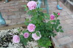 08-22-01 rose photo