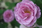 08-22-01 rose photo
