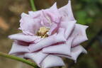 12-21-02 rose photo