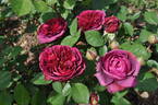 Deep Secret rose photo