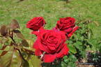 ORA 182-087 rose photo