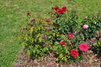 ORA 182-087 rose photo