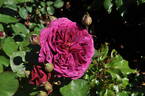 Deep Secret rose photo