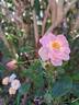 Lovely Meilland rose photo
