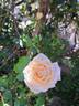 Martine Guillot ® rose photo