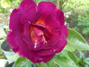 Ile de Fleurs ® rose photo