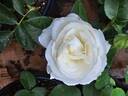 Alabaster rose photo