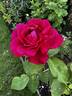 Dickson's Red rose photo