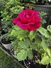 Dickson's Red rose photo